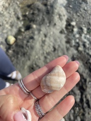 Nucella canaliculata