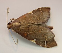 Deana hybreasalis