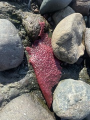 Chondracanthus exasperatus