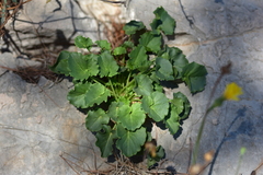 Campanula pyramidalis