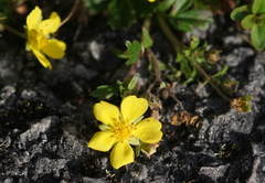 Potentilla reptans