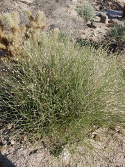 Bebbia juncea aspera