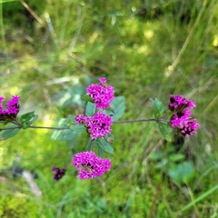 Centratherum punctatum