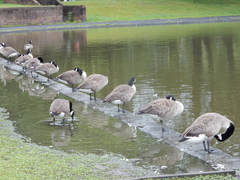Branta canadensis