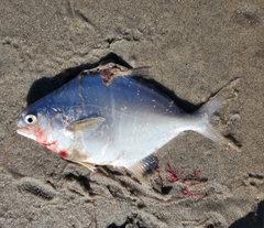Trachinotus falcatus