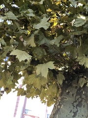Platanus