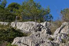 Campanula pyramidalis