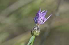 Centaurea arenaria