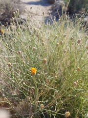 Bebbia juncea aspera