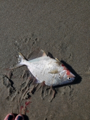 Trachinotus falcatus