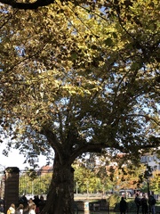 Platanus