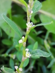 Polygonum