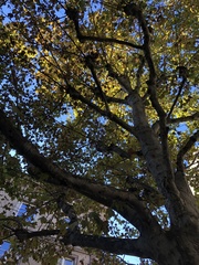 Platanus