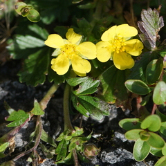 Potentilla reptans