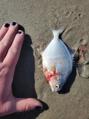 Trachinotus falcatus