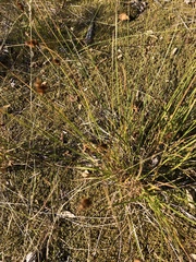 Carex echinata