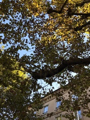 Platanus