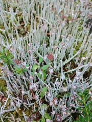 Cladonia gracilis