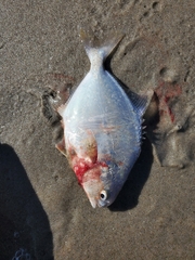 Trachinotus falcatus