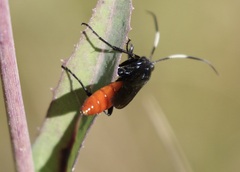 Protichneumon grandis