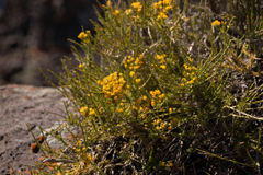 Tetradymia glabrata
