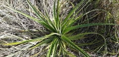 Eryngium horridum