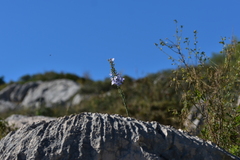 Campanula pyramidalis