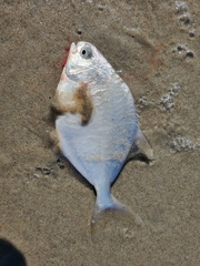 Trachinotus falcatus