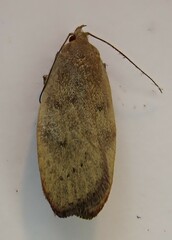 Phaeosaces coarctatella