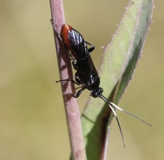 Protichneumon grandis