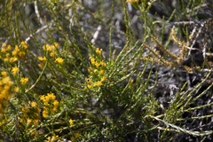 Tetradymia glabrata