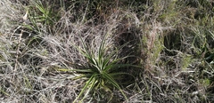 Eryngium horridum