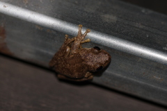 Litoria rothii