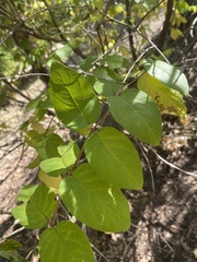 Lonicera canadensis