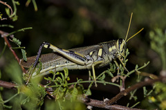 Schistocerca albolineata