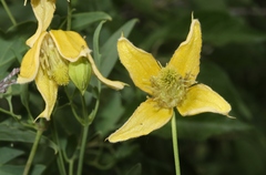 Clematis orientalis