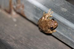 Litoria rothii