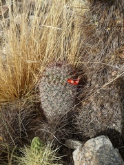 Mammillaria grahamii