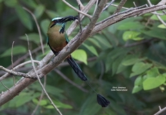 Eumomota superciliosa