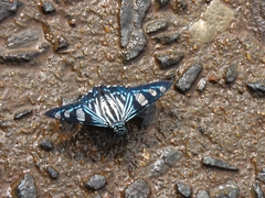 Phocides belus