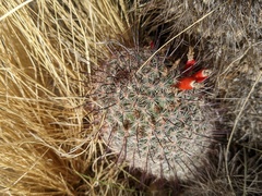 Mammillaria grahamii