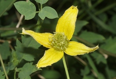 Clematis orientalis