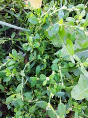 Polygonum