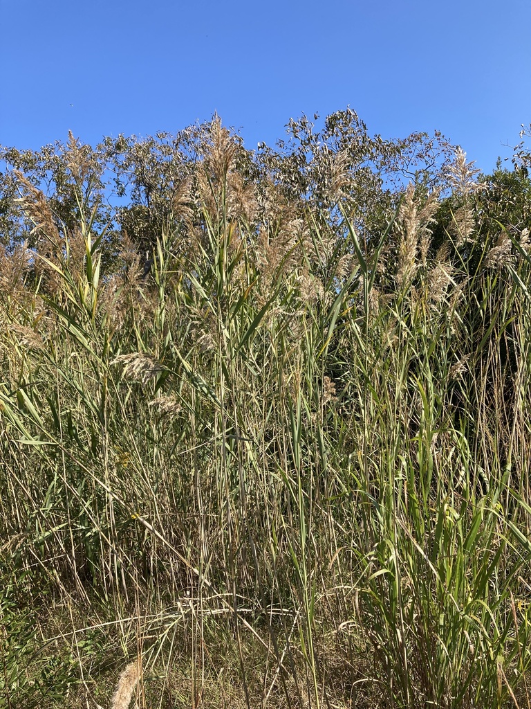 Common Reed Mt common reed from Point Lookout Rd, Scotland, MD, US on October 10, 2022 ...