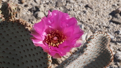 Opuntia basilaris basilaris