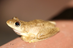 Litoria rothii