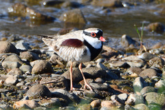 Elseyornis melanops