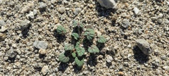 Erodium texanum