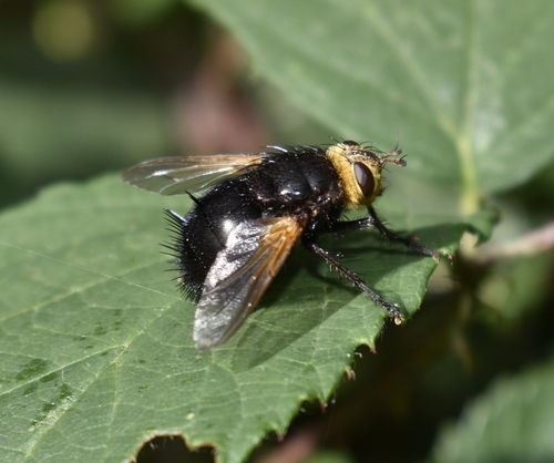 Yellow-faced Fly, photo 6 of 9