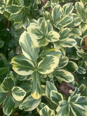 Ligustrum ovalifolium